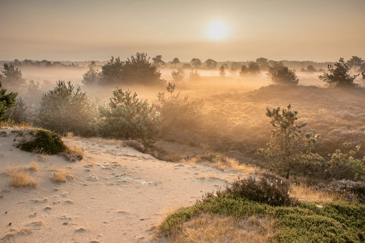 Drenthe landscape